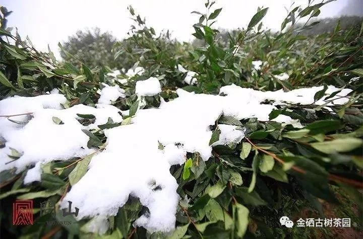 紫阳茶树过冬，你准备好了么？(图1)