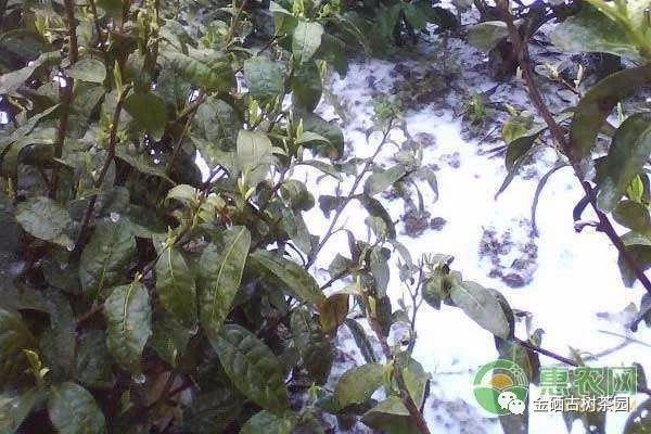 紫阳茶树过冬，你准备好了么？(图2)