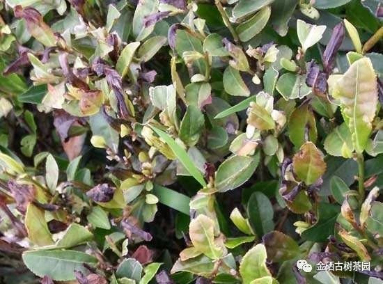 紫阳茶树过冬，你准备好了么？(图4)