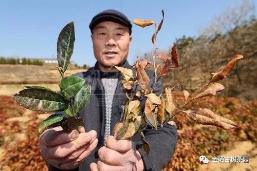 紫阳茶树过冬，你准备好了么？(图5)