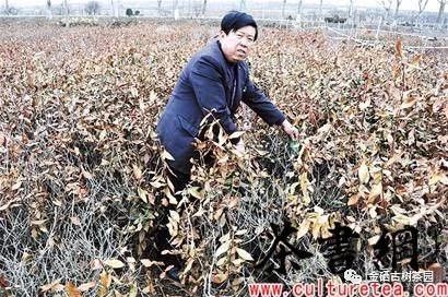 紫阳茶树过冬，你准备好了么？(图6)