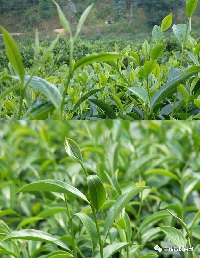 紫阳茶树过冬,你准备好了么?(图7)