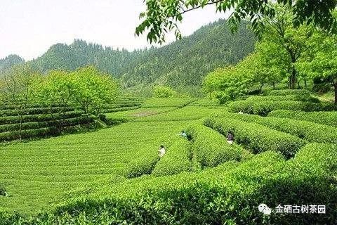 紫阳茶树过冬，你准备好了么？(图8)